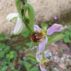 Photographie n°2112085 du taxon Ophrys apifera var. apifera 