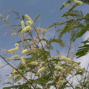 Photographie n°2112145 du taxon Acacia ataxacantha DC.