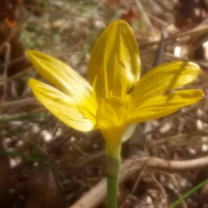 Photographie n°2112174 du taxon Sternbergia lutea (L.) Ker Gawl. ex Spreng. [1825]