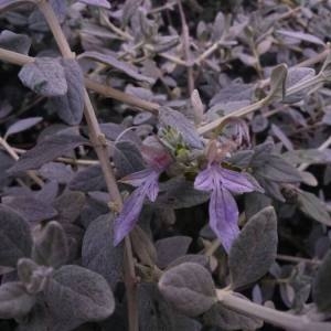 Photographie n°2112195 du taxon Teucrium fruticans L. [1753]