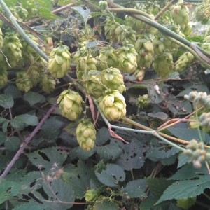 Photographie n°2112231 du taxon Humulus lupulus L. [1753]