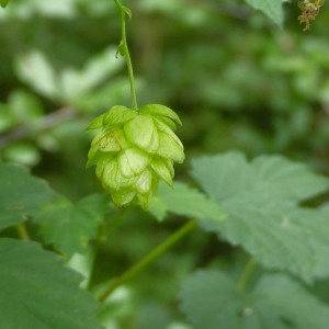 Photographie n°2112253 du taxon Humulus lupulus L. [1753]