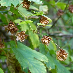 Photographie n°2112264 du taxon Humulus lupulus L. [1753]