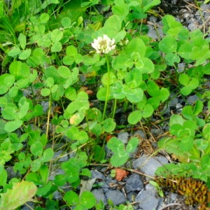 Photographie n°2112321 du taxon Trèfle pied-de-lièvre