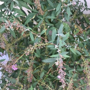 Photographie n°2112352 du taxon Buddleja davidii Franch. [1887]