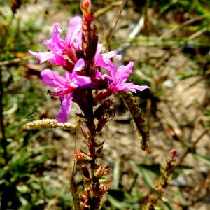 Photographie n°2112431 du taxon Lythrum salicaria L. [1753]