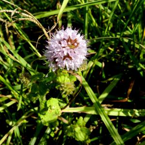 Photographie n°2112433 du taxon Mentha aquatica L.