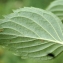  Liliane Roubaudi - Mentha arvensis L.