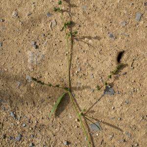 Photographie n°2112465 du taxon Atriplex patula L. [1753]