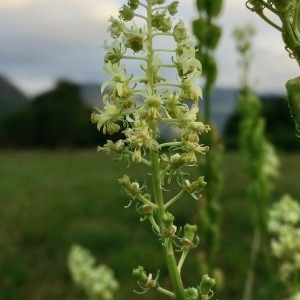 Photographie n°2112512 du taxon Reseda lutea L. [1753]