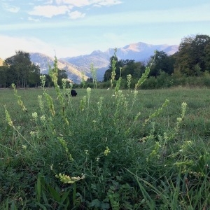 Photographie n°2112521 du taxon Reseda lutea L. [1753]