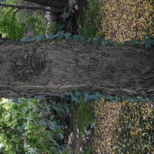 Photographie n°2112530 du taxon Celtis australis L. [1753]