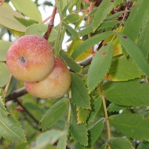 Photographie n°2112533 du taxon Sorbus domestica L. [1753]