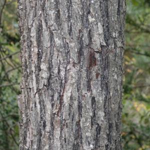 Photographie n°2112534 du taxon Sorbus domestica L. [1753]