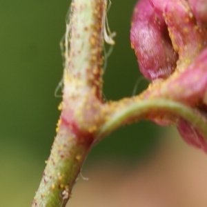 Photographie n°2112544 du taxon Persicaria lapathifolia (L.) Delarbre [1800]