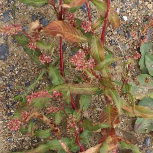 Photographie n°2112549 du taxon Persicaria lapathifolia (L.) Delarbre [1800]