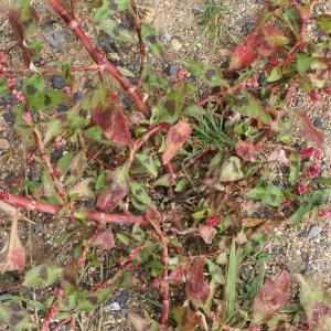 Photographie n°2112550 du taxon Persicaria lapathifolia (L.) Delarbre [1800]