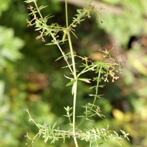 Photographie n°2112551 du taxon Galium aparine subsp. spurium (L.) Hartm. [1846]