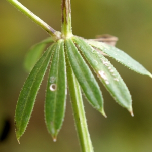 Photographie n°2112553 du taxon Galium aparine subsp. spurium (L.) Hartm. [1846]