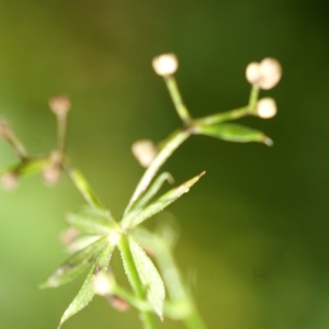 Photographie n°2112556 du taxon Galium aparine subsp. spurium (L.) Hartm. [1846]