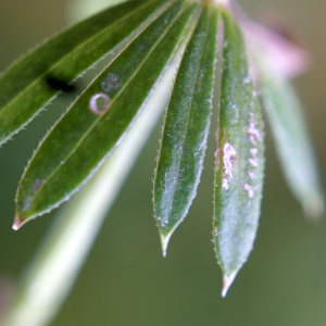 Galium aparine subsp. spurium (L.) Hartm. (Gaillet bâtard)