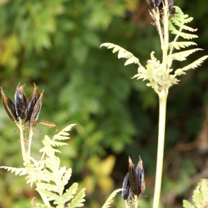 Photographie n°2112575 du taxon Myrrhis odorata (L.) Scop.