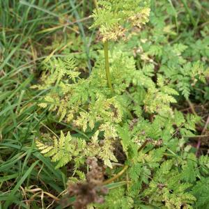 Photographie n°2112585 du taxon Myrrhis odorata (L.) Scop.