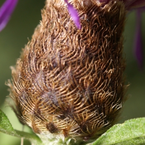 Photographie n°2112590 du taxon Centaurea decipiens Thuill. [1799]