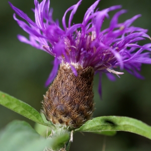 Photographie n°2112591 du taxon Centaurea decipiens Thuill. [1799]