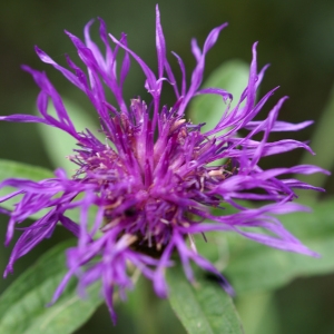 Photographie n°2112594 du taxon Centaurea decipiens Thuill. [1799]