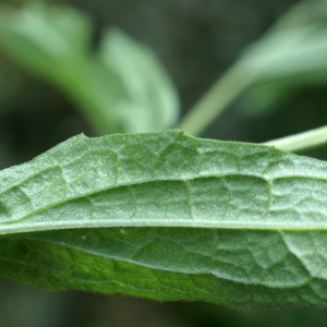 Photographie n°2112595 du taxon Centaurea decipiens Thuill. [1799]