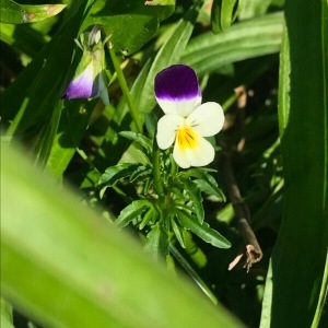 Photographie n°2112596 du taxon Viola tricolor L. [1753]