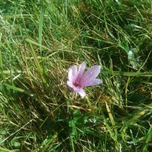 Photographie n°2112597 du taxon Colchicum autumnale L. [1753]
