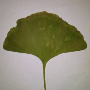 Photographie n°2112672 du taxon Ginkgo biloba L. [1771]