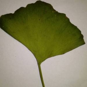 Photographie n°2112673 du taxon Ginkgo biloba L. [1771]