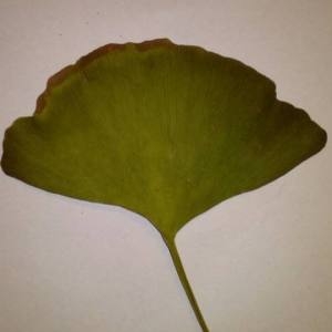 Photographie n°2112679 du taxon Ginkgo biloba L. [1771]