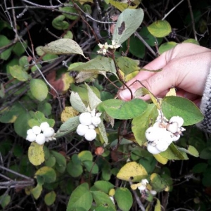 Photographie n°2112703 du taxon Symphoricarpos orbiculatus Moench [1794]