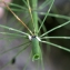  Liliane Roubaudi - Equisetum fluviatile L. [1753]