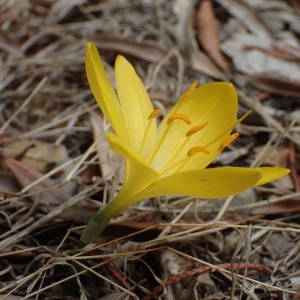 Photographie n°2112808 du taxon Sternbergia lutea (L.) Ker Gawl. ex Spreng. [1825]