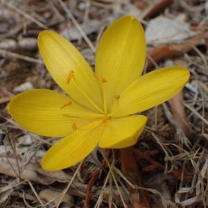 Sternbergia lutea (L.) Ker Gawl. ex Spreng. (Vendangeuse)