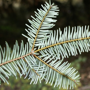 Photographie n°2112836 du taxon Abies grandis (Douglas ex D.Don) Lindl. [1833]