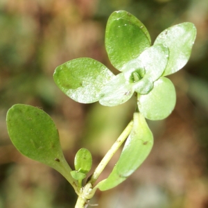 Photographie n°2112841 du taxon Callitriche stagnalis Scop. [1772]