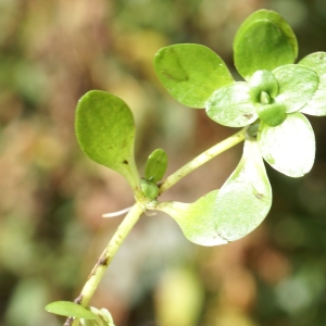 Photographie n°2112842 du taxon Callitriche stagnalis Scop. [1772]