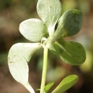 Photographie n°2112843 du taxon Callitriche stagnalis Scop. [1772]