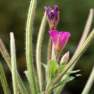 Photographie n°2112865 du taxon Epilobium hirsutum L. [1753]