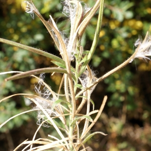 Photographie n°2112870 du taxon Epilobium hirsutum L. [1753]