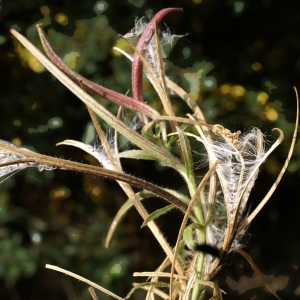 Photographie n°2112871 du taxon Epilobium hirsutum L. [1753]