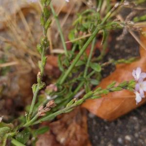 Photographie n°2112973 du taxon Verbena officinalis L. [1753]