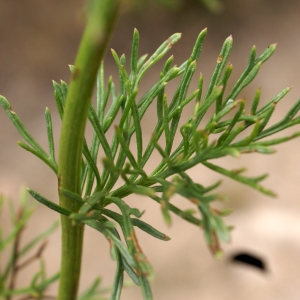  - Jacobaea adonidifolia (Loisel.) Pelser & Veldkamp [2006]