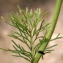  Liliane Roubaudi - Jacobaea adonidifolia (Loisel.) Pelser & Veldkamp [2006]